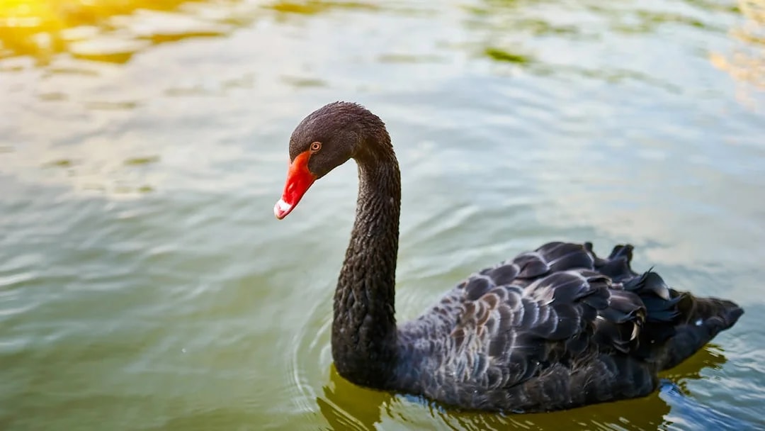 Black swan swimming on a sunlit lake.