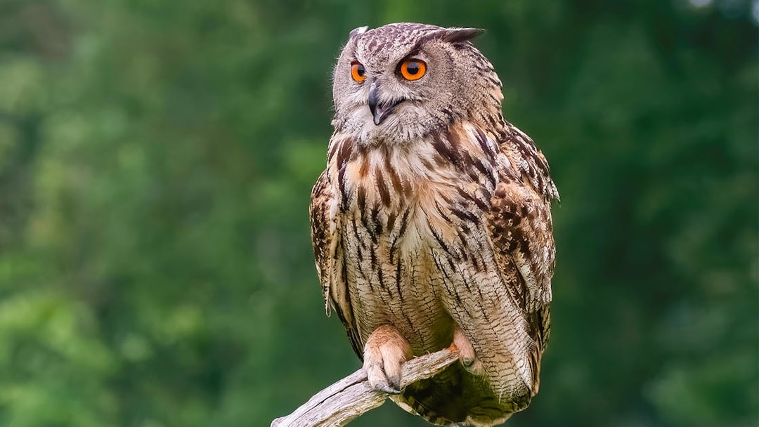 Eurasian Eagle Owl perched on a branch at Zoo Rome.
