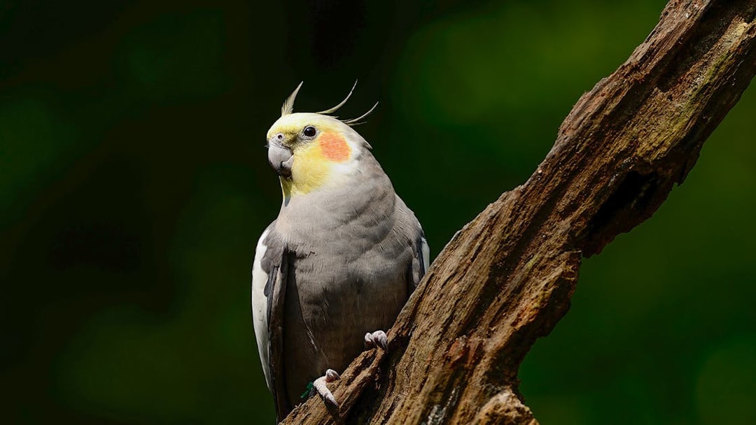 Cockatiel perched on a branch against a green background.