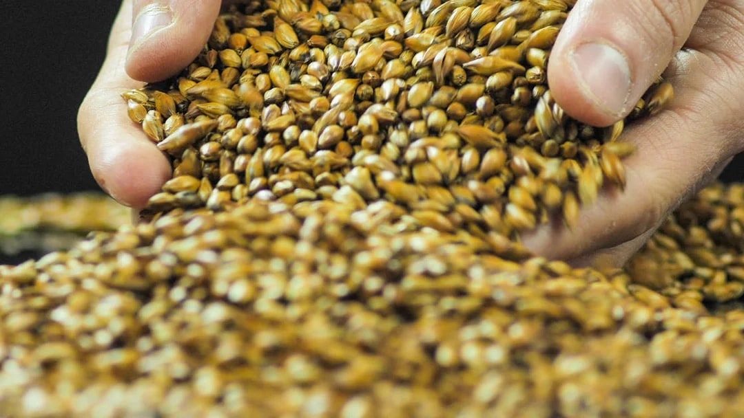 Hands mixing caramelized malt for whiskey production.