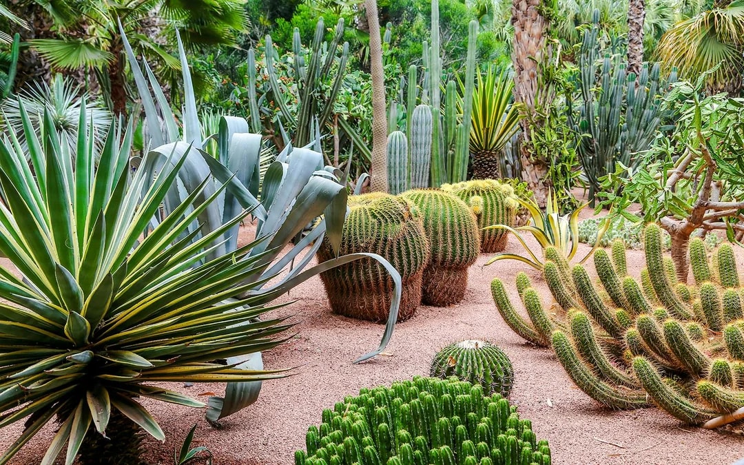 Jardin Majorelle Entry Tickets  Image 11