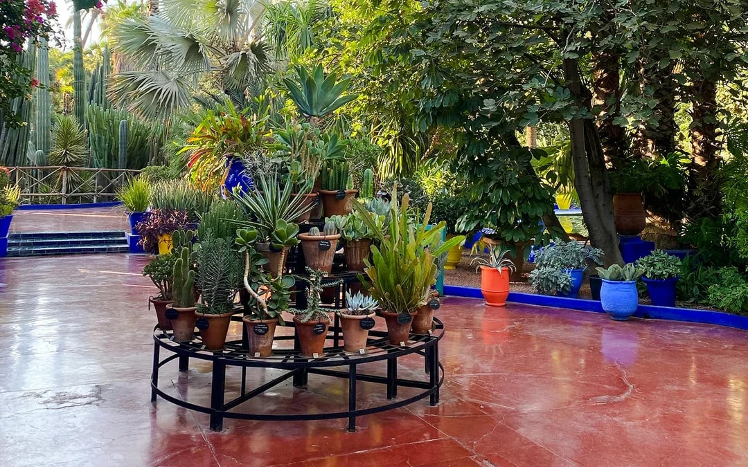 Potted cacti and succulents in Jardin Majorelle, Marrakech.