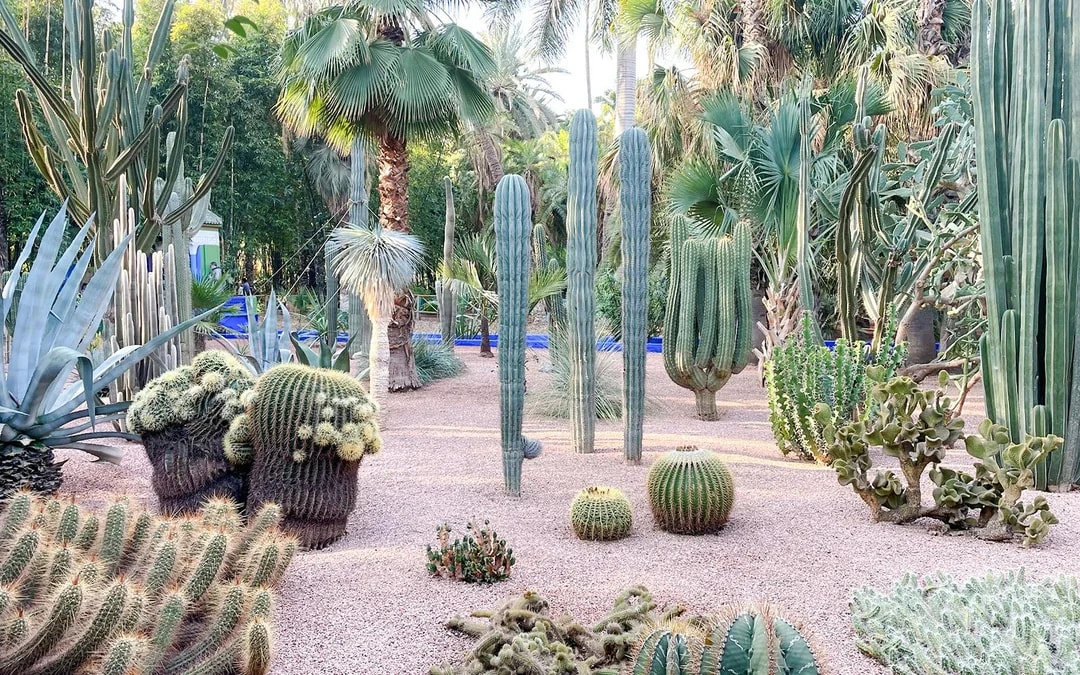 Jardin Majorelle Entry Tickets  Image 6