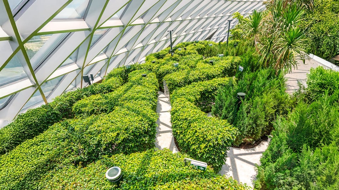 Hedge maze at Canopy Park, Jewel Changi, featuring lush greenery under a glass canopy.