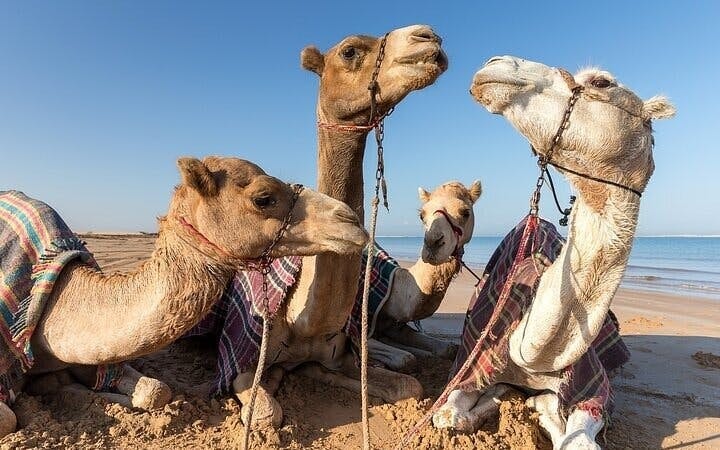 Journey Through the Palmeraie, Camel Ride & Transfer - Marrakesh Image 2