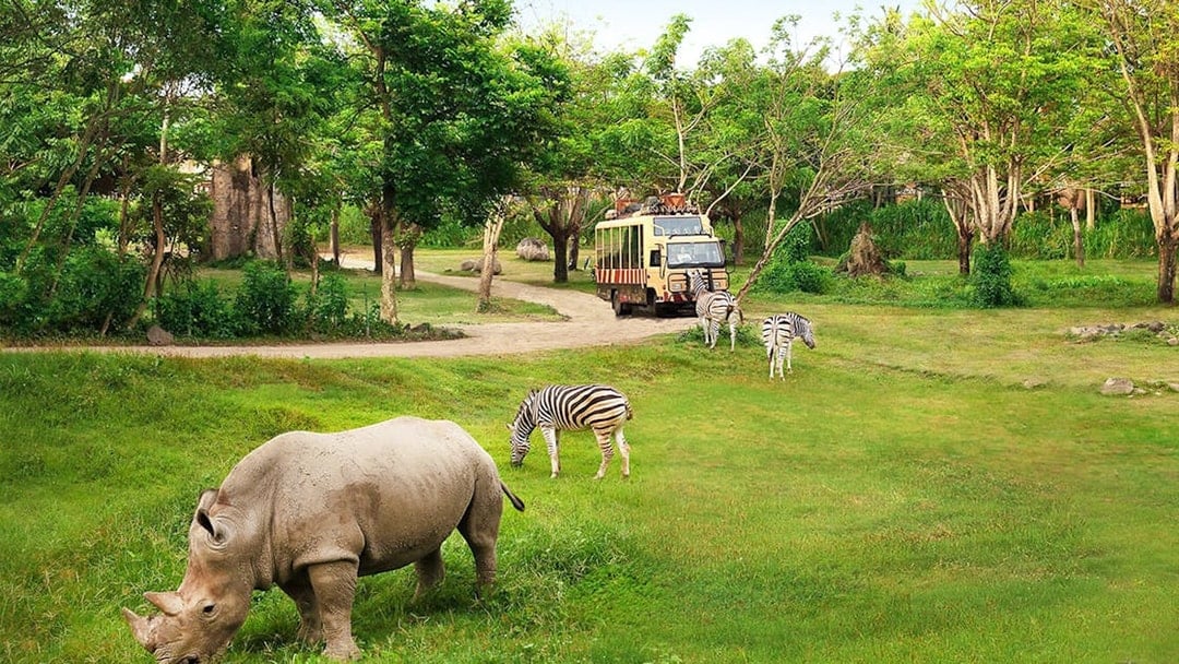 Rhino and zebras grazing near safari bus at Bali Safari & Marine Park.
