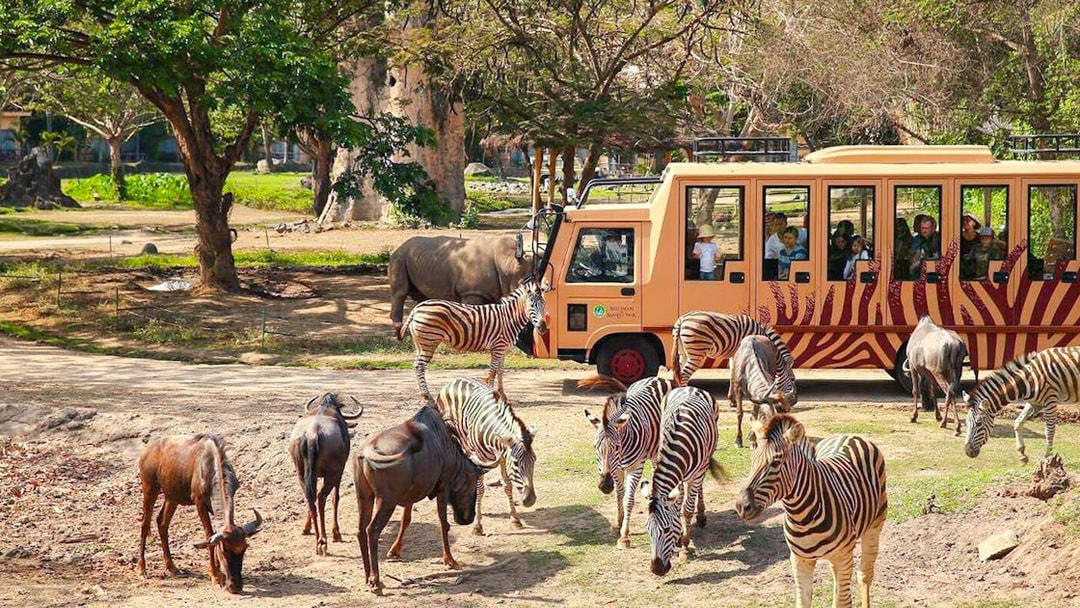 Safari tram with tourists viewing zebras and wildebeests at Bali Safari and Marine Park.