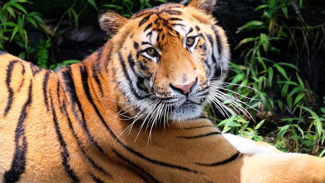 Tiger at Bali Safari and Marine Park, part of Jungle Hopper tour experience.