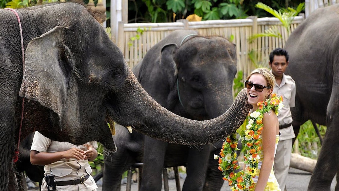 Elephant interacting with a visitor at Bali Safari & Marine Park.
