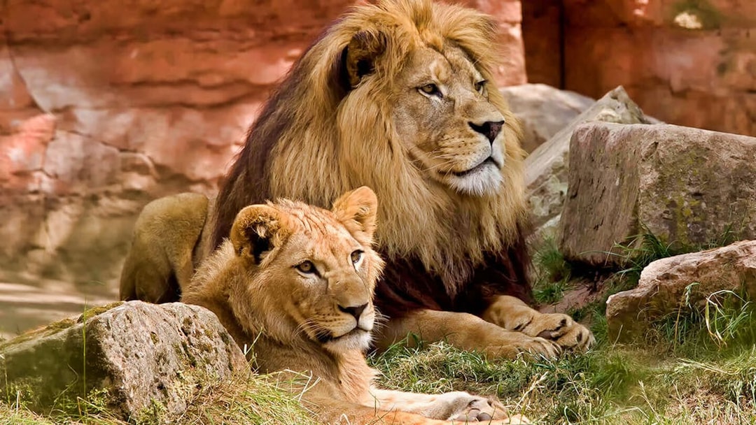 Lions resting on rocks at Bali Safari and Marine Park.