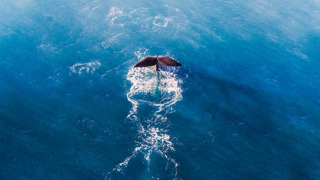 Sperm whale tail above ocean surface, aerial view.