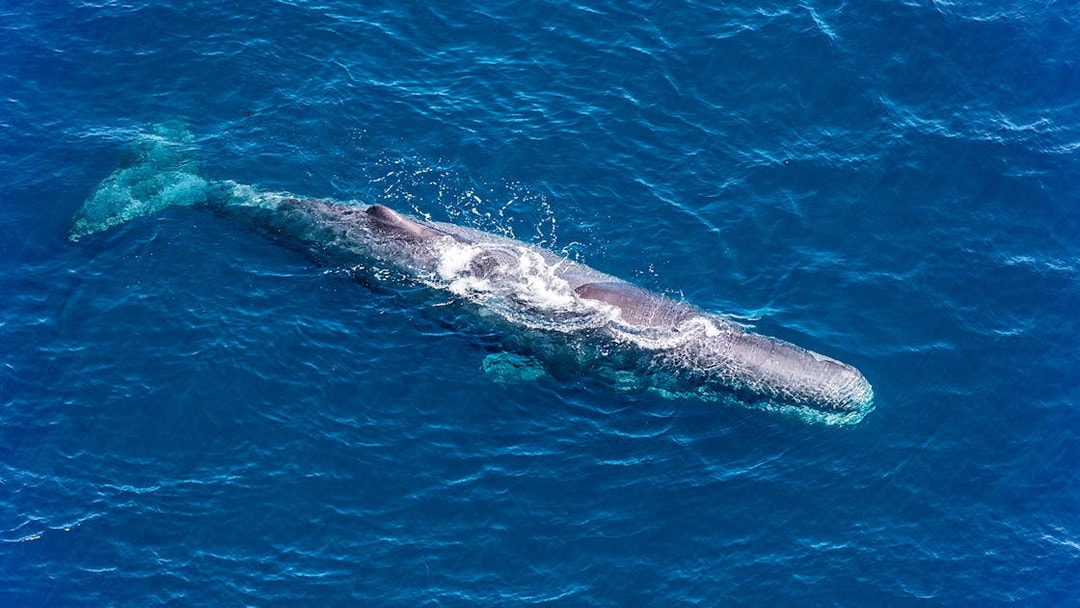 Sperm whale swimming in the ocean near Kaikoura, New Zealand.
