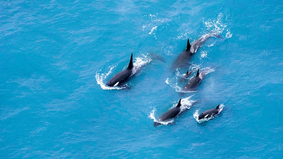 Pod of whales swimming in Kaikoura, New Zealand, aerial view.