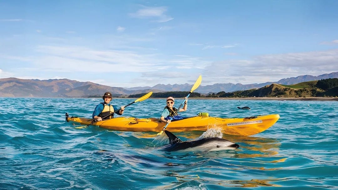 Two people kayaking with dolphins in Kaikoura, New Zealand.