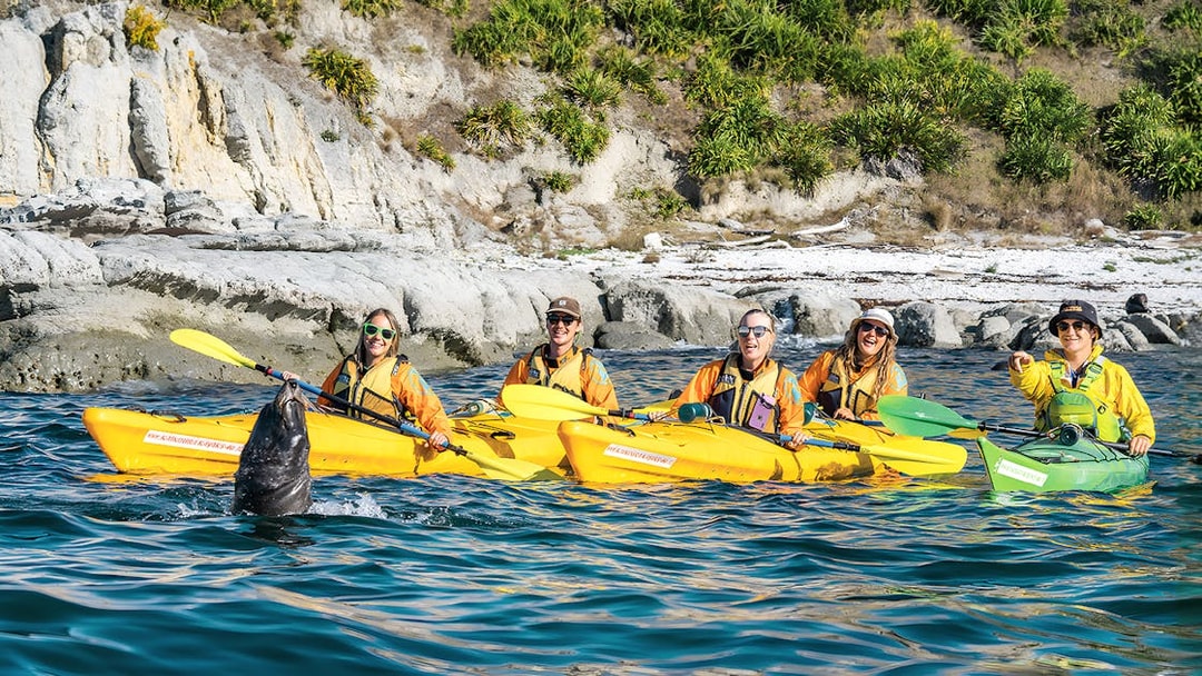 Group kayaking near rocky shore with seal, Guided Wildlife Kayaking Experience.