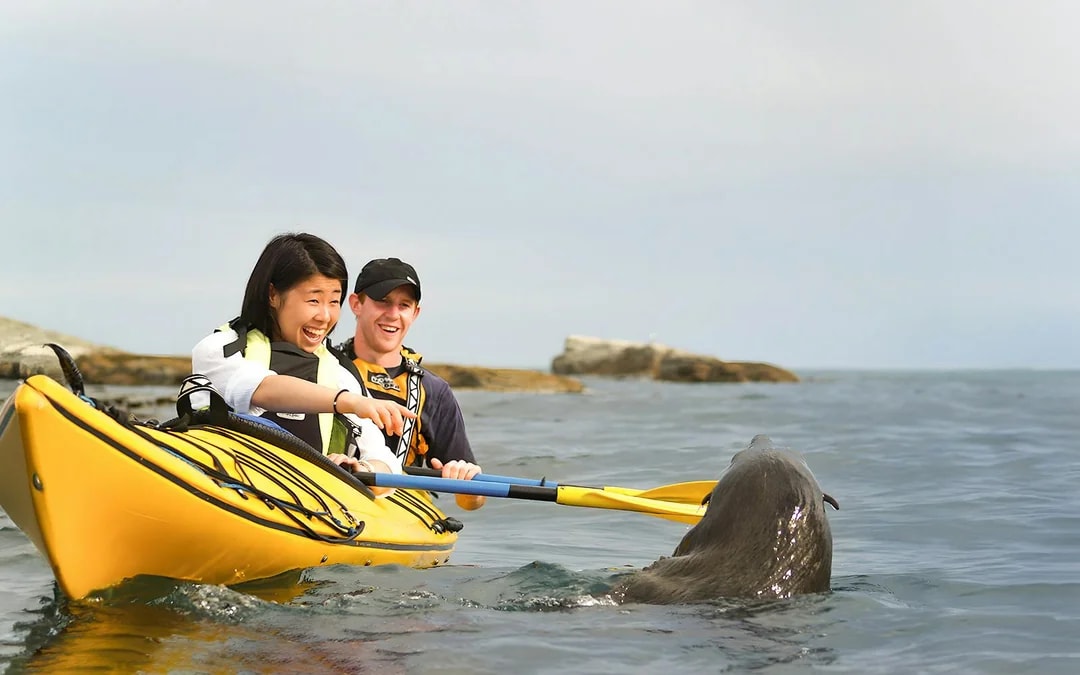 Kaikoura Guided Wildlife Kayaking Experience Image 6