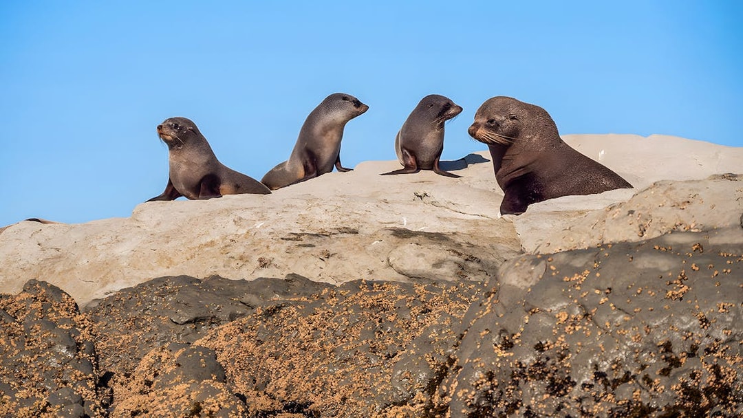 Seals resting on rocks during a guided wildlife kayaking experience.