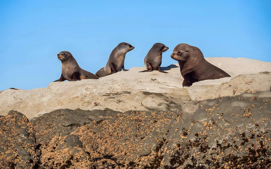 Kaikoura Guided Wildlife Kayaking Experience Image 9