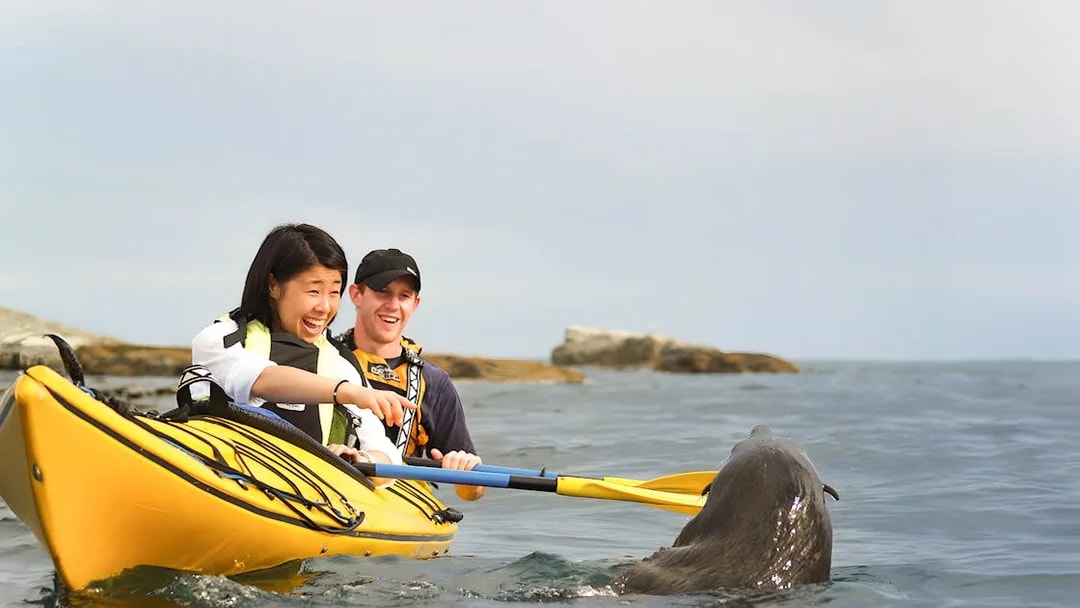 Two people kayaking near a seal during a guided wildlife tour.