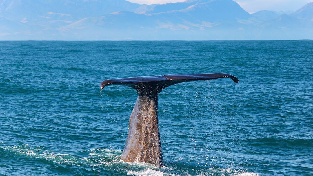 Whale tail emerging from ocean during Kaikoura cruise, New Zealand.