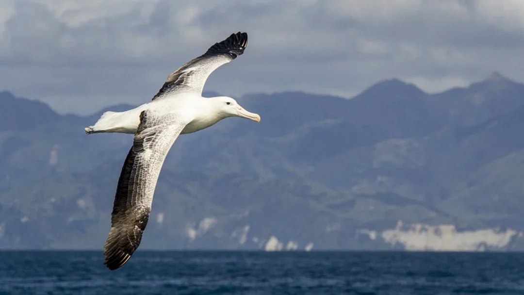 Albatross flying over ocean with Kaikoura mountains in background.