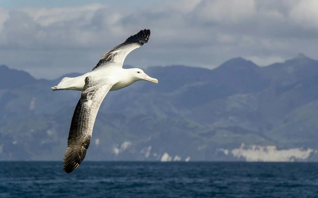 Kaikoura Whale Watching Cruise Image 7