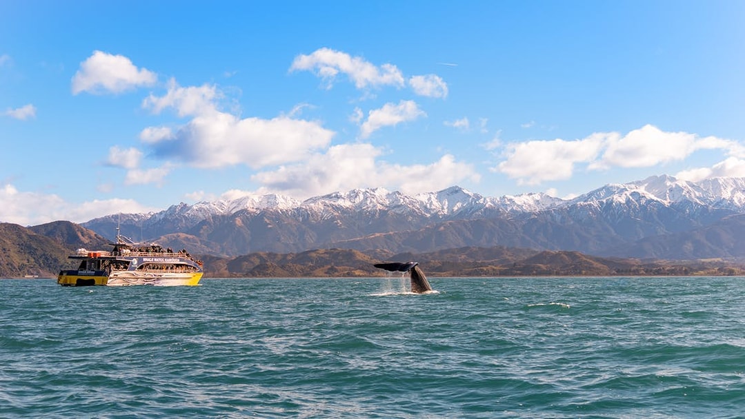 Whale tail near boat on Kaikoura cruise with snow-capped mountains in background.