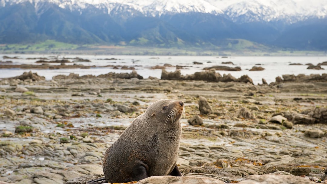 Seal resting on rocky shore with snow-capped mountains in Kaikoura, New Zealand.