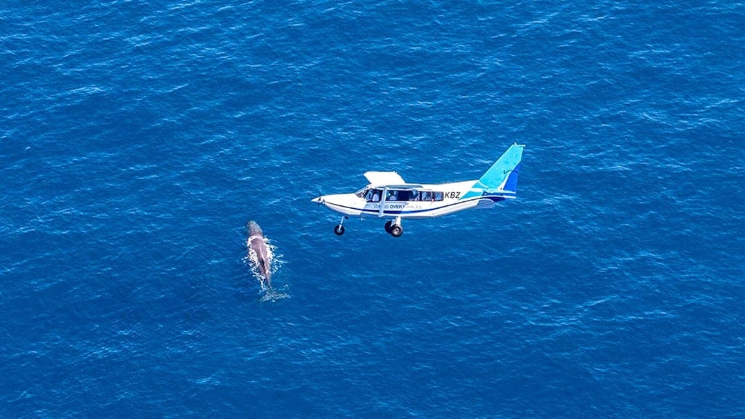 Aerial view of a plane flying over a whale swimming in the ocean.