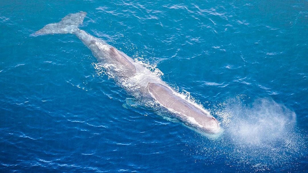 Aerial view of a sperm whale surfacing in the ocean.