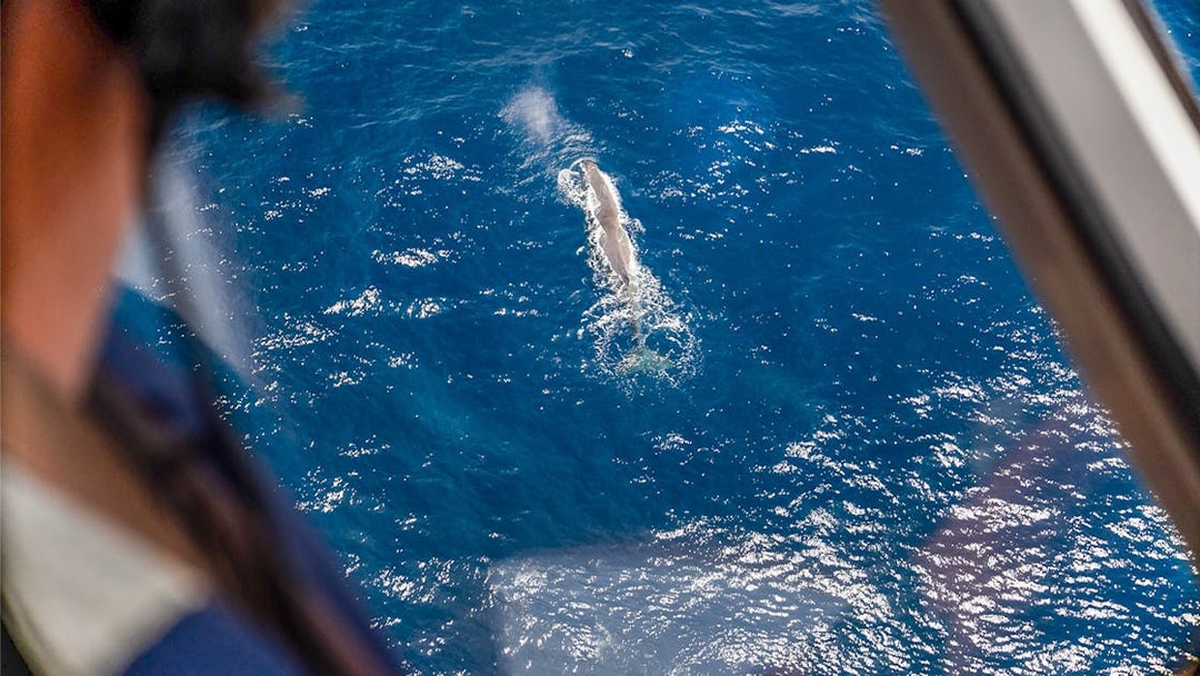 Aerial view of a whale swimming in the ocean, seen from an aircraft window.