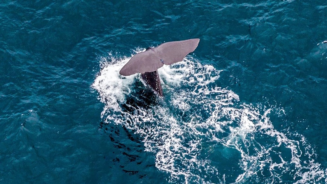 Sperm whale tail fin above ocean surface.