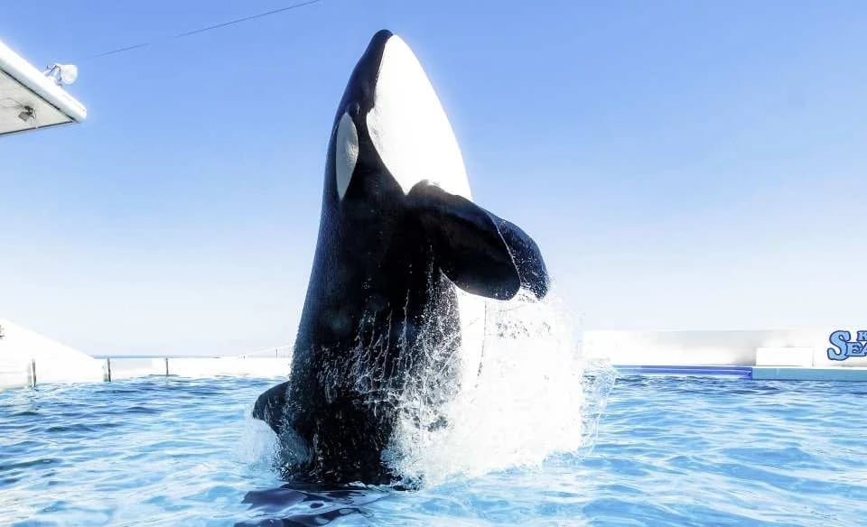Kamogawa Sea World Admission Ticket (Chiba Prefecture, Aquarium)