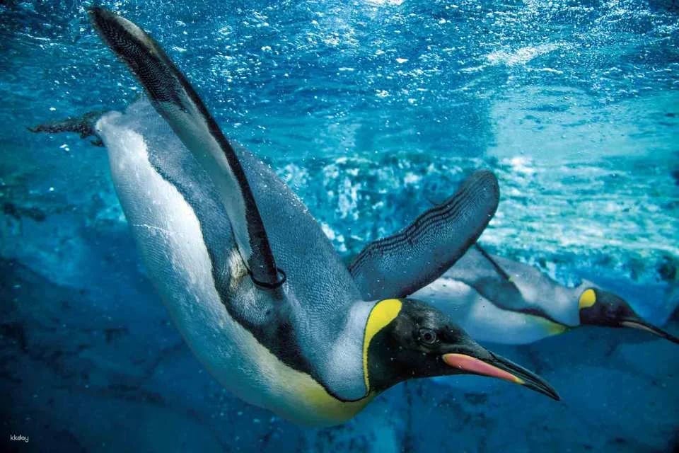 Kamogawa Sea World Admission Ticket (Chiba Prefecture, Aquarium)
