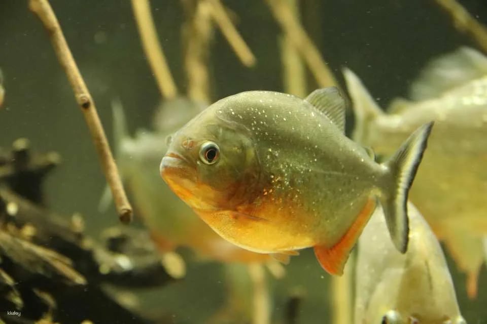 Kanagawa, Japan|Kawasui Kawasaki Aquarium|E-Ticket