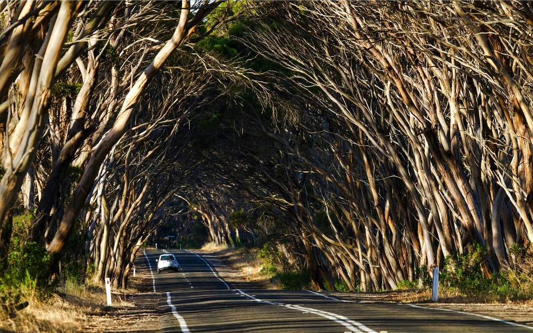From Cape Jervis/ Kangaroo Island: One Way Ferry Tickets Image 4