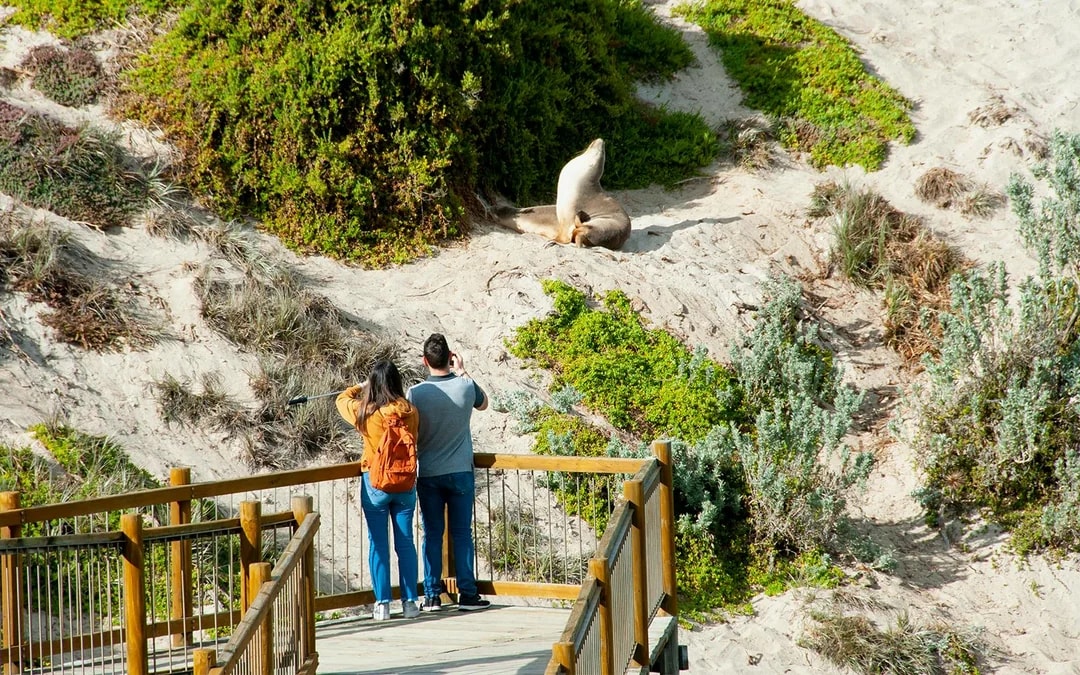 Kangaroo Island Guided Tour with Return Ferry, Lunch & Adelaide Transfers Image 4