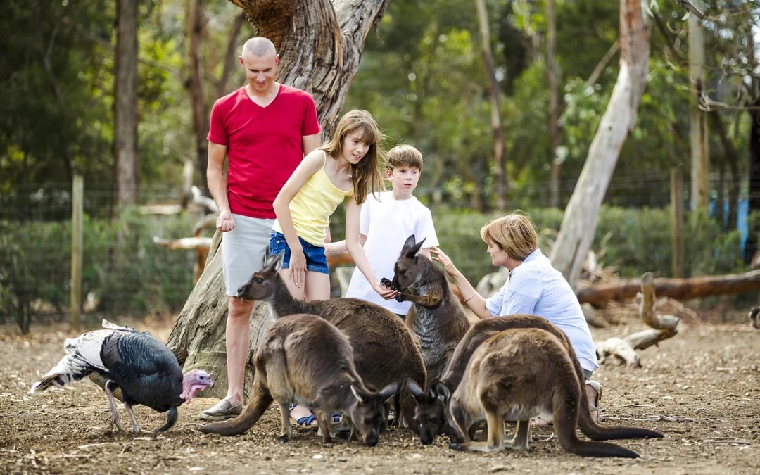 Kangaroo Island Guided Tour with Return Ferry, Lunch & Adelaide Transfers Image 7