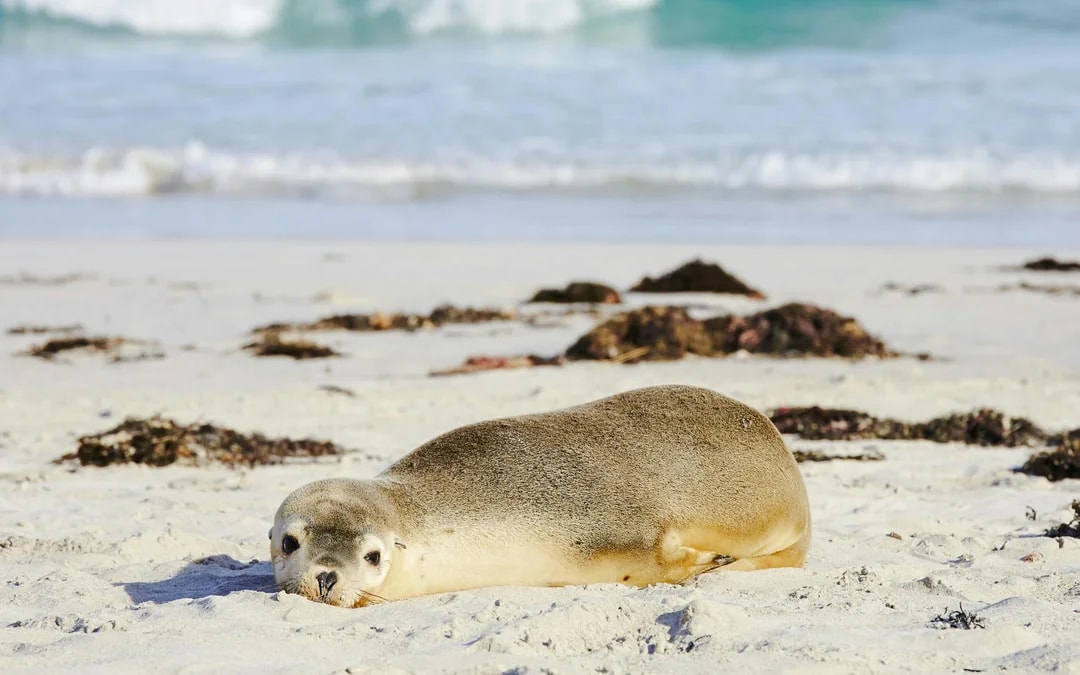 Kangaroo Island Sip & See Guided Tour with 2-Course Lunch, Return Ferry & Adelaide Transfers Image 9