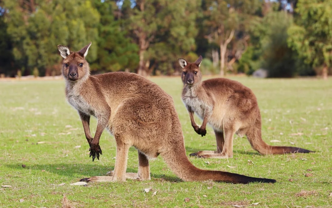 Kangaroo Island Sip & See Guided Tour with 2-Course Lunch, Return Ferry & Adelaide Transfers Image 10