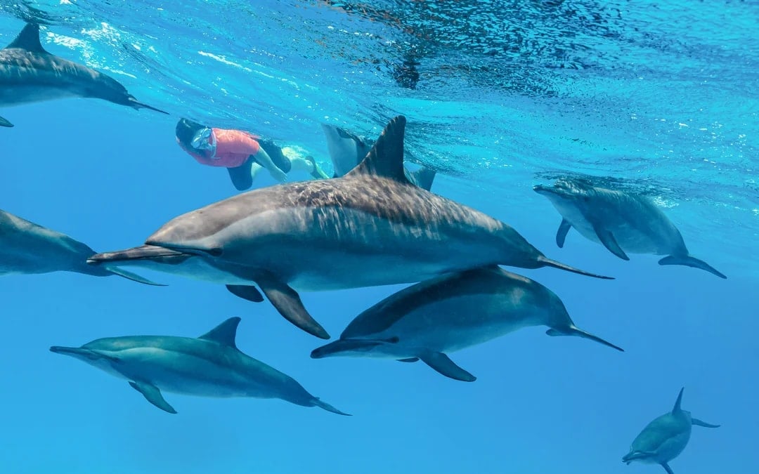 Kangaroo Island: Swim with Dolphins & Seals Snorkel Boat Tour Image 1