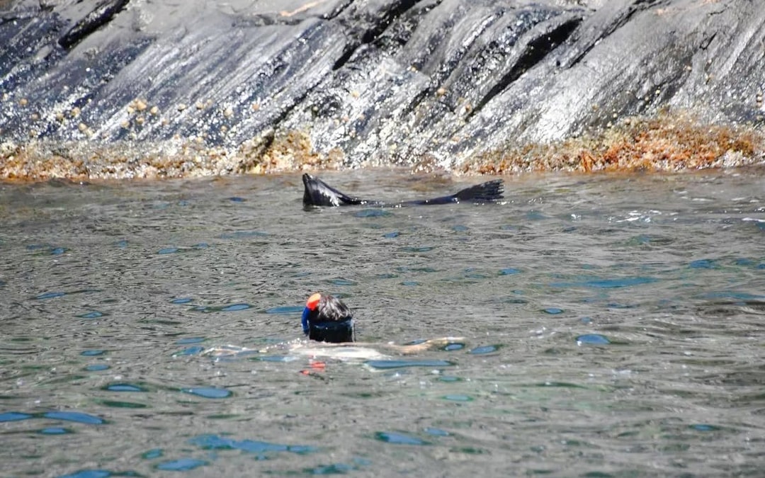 Kangaroo Island: Swim with Dolphins & Seals Snorkel Boat Tour Image 3