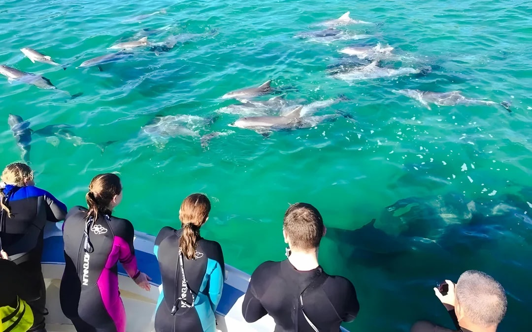 Kangaroo Island: Swim with Dolphins & Seals Snorkel Boat Tour Image 6