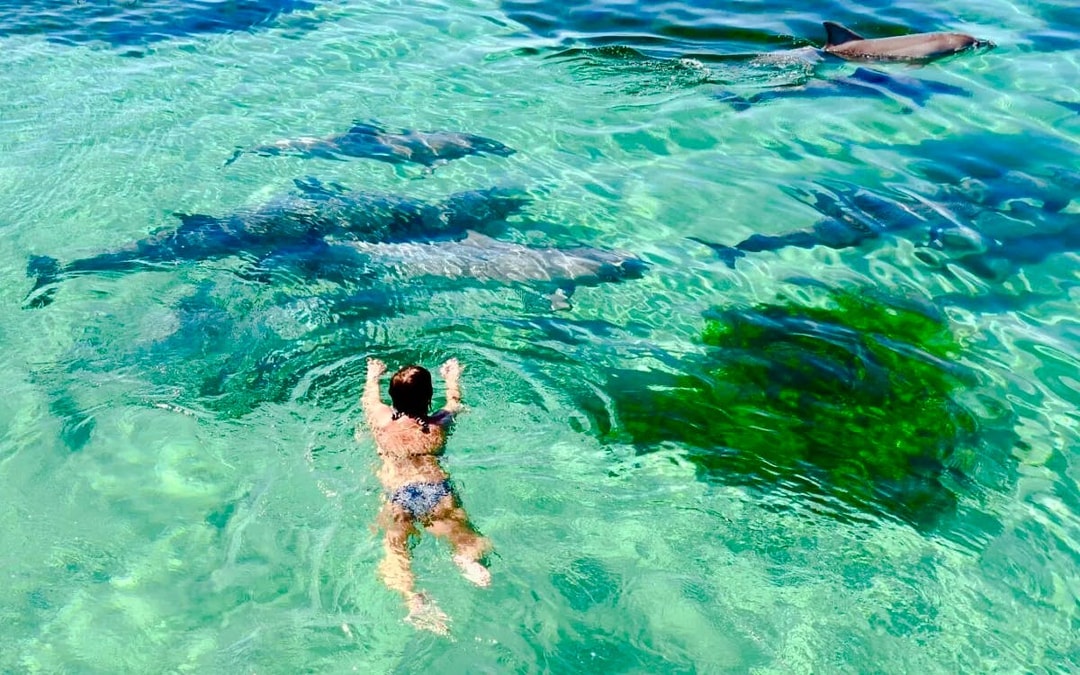 Kangaroo Island: Swim with Dolphins & Seals Snorkel Boat Tour Image 9