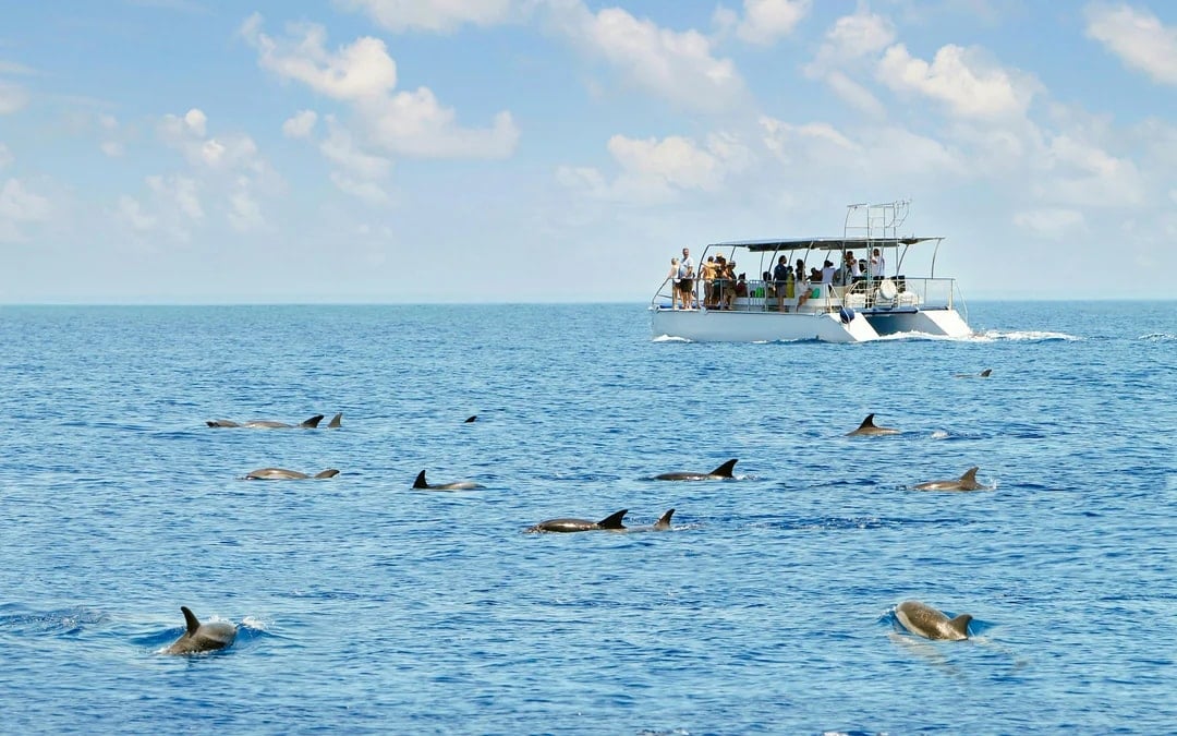 Kangaroo Island Wildlife Spotting Coastal Boat Tour Image 1