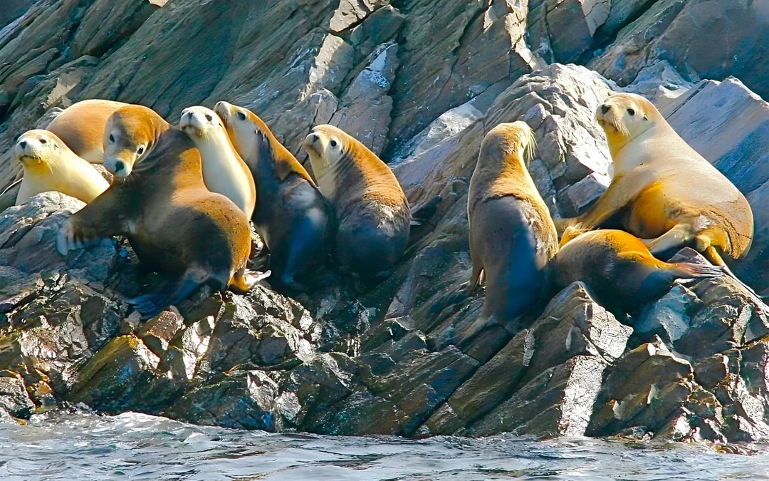 Kangaroo Island Wildlife Spotting Coastal Boat Tour Image 7