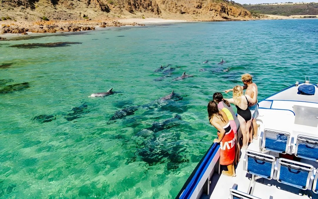 Kangaroo Island Wildlife Spotting Coastal Boat Tour Image 9
