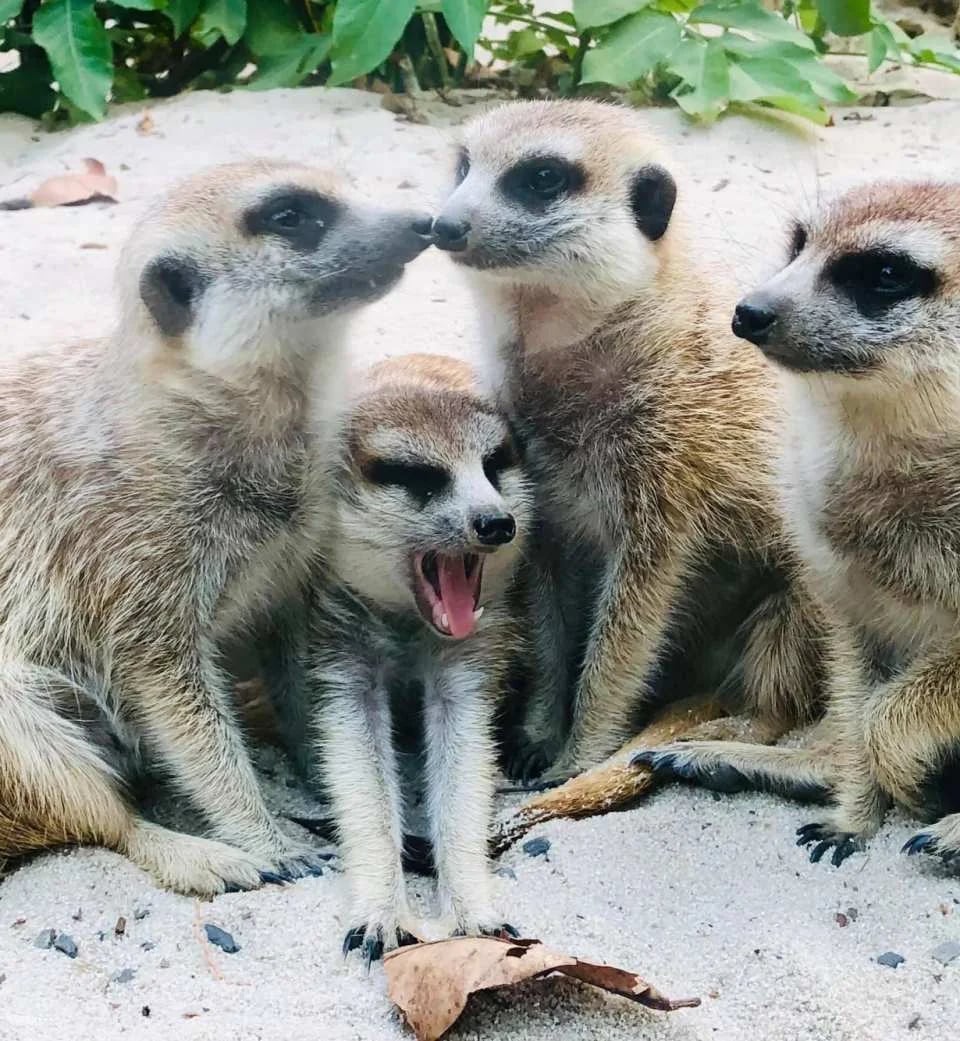 Kaohsiung Shoushan Zoo Tickets