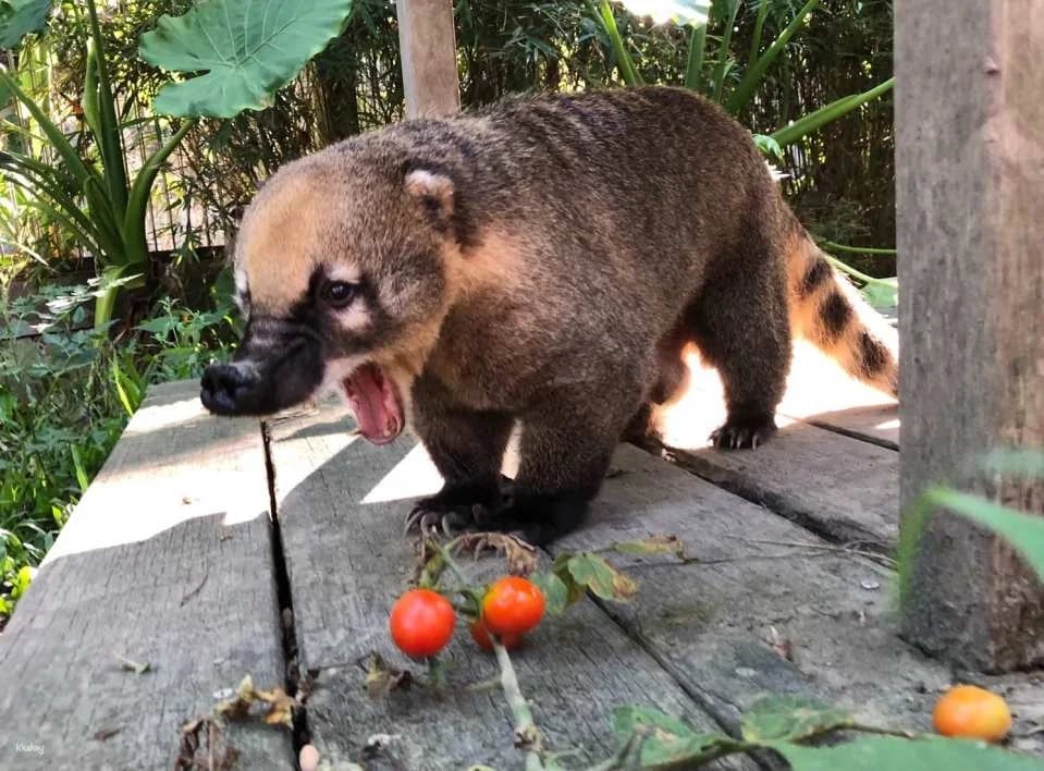Kaohsiung Shoushan Zoo Tickets