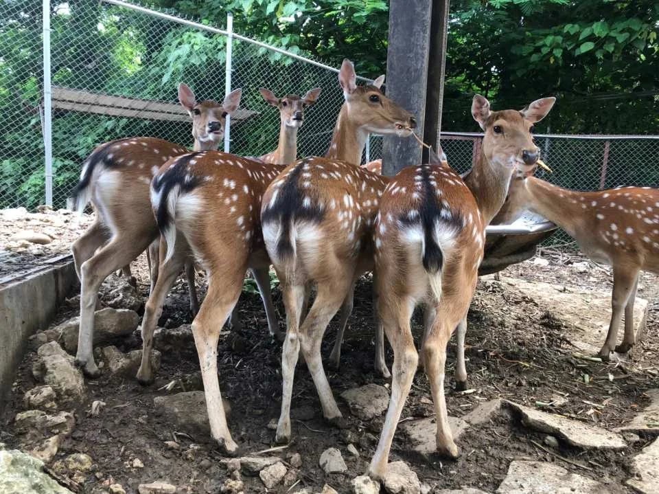 Kaohsiung Shoushan Zoo Tickets